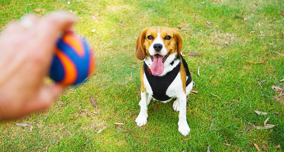 Making Pets Happy: maskoten jostailuen ekoizpenaren odisea koloretsua